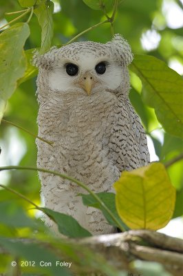 Owl, Barred Eagle (fledgling)