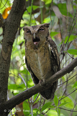 Owl, Sunda Scops @ Pasir Ris Park