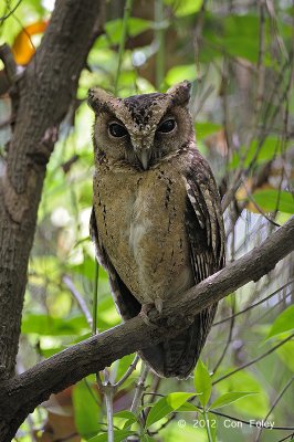 Owl, Sunda Scops