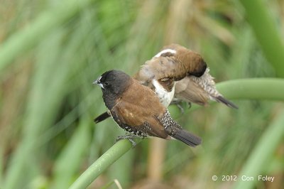 Munia, Bronze @ Bishan