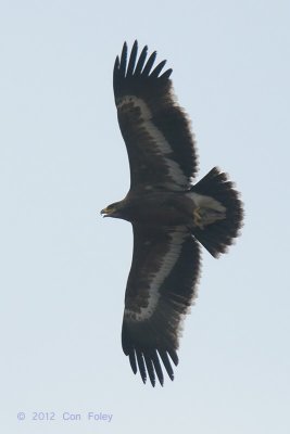 Eagle, Steppe