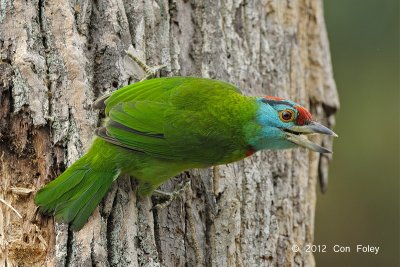 Barbet, Blue-throated @ Kaeng Krachan 30 km