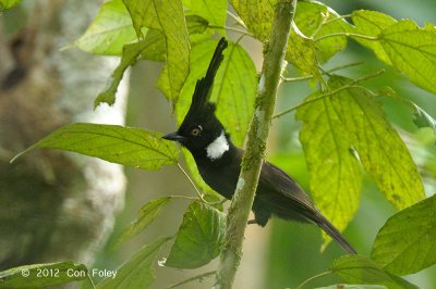 Jay, Crested @ Kaeng Krachan