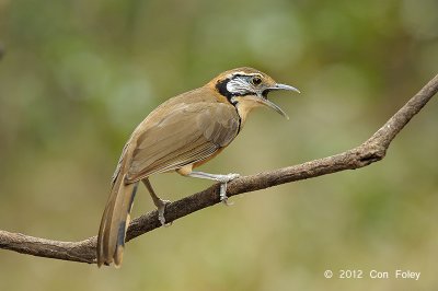 Laughingthrush, Greater Necklaced @ Kaeng Krachan