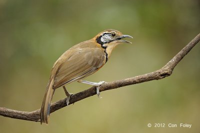 Laughingthrush, Greater Necklaced