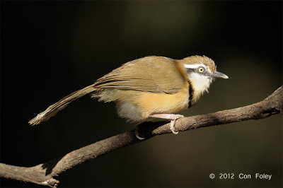 Laughingthrush, Lesser Necklaced