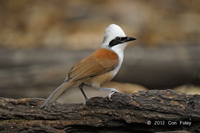 Laughingthrush, White-crested