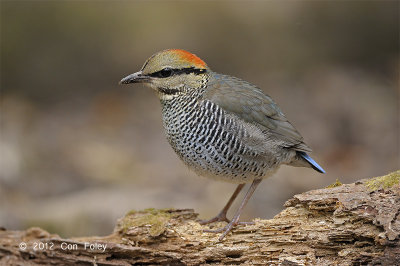 Pitta, Blue (female) @ Phu Khieo