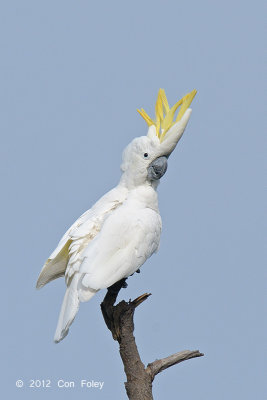 Cockatoo, Yellow Crested