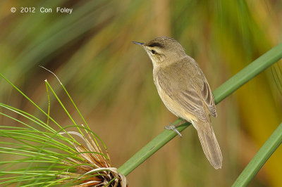 Warbler, Black-browed Reed @ Sengkang