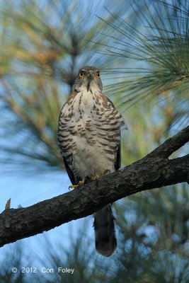 Goshawk, Crested (male) @ Japanese Gardens