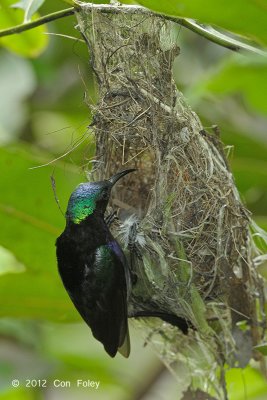 Sunbird, Copper-throated (male) @ Kranji