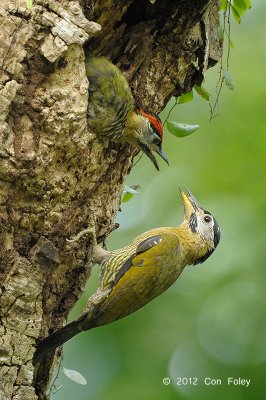Woodpecker, Laced @ Pasir Ris