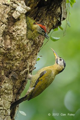Woodpecker, Laced @ Pasir Ris