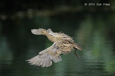 Watercock (female) @ Botanic Gardens