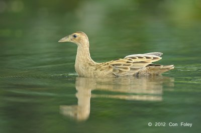 Watercock (female) @ Botanic Gardens