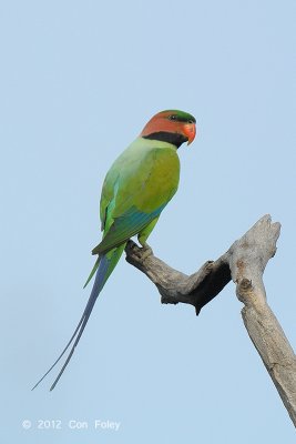 Parakeet, Long-Tailed