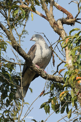 Pigeon, Mountain Imperial @ Kaeng Krachan