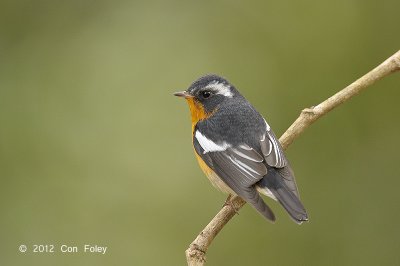 Flycatcher, Mugimaki