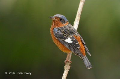 Thrush, White-throated Rock (male) @ Khao Yai