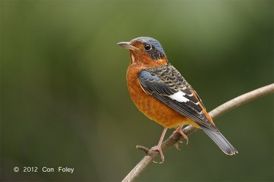 Thrush, White-throated Rock (male) @ Khao Yai