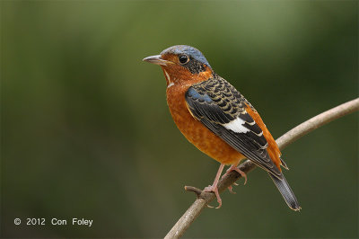 Thrush, White-throated Rock (male) @ Khao Yai