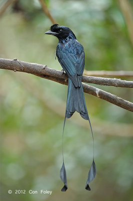 Drongo, Greater Racket-tailed