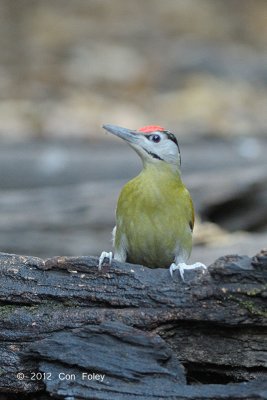 Woodpecker, Grey-headed (male) @ Kaeng Krachan