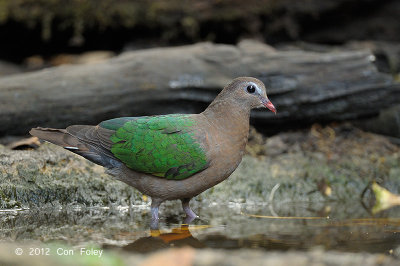 Dove, Emerald (female) @ Kaeng Krachan