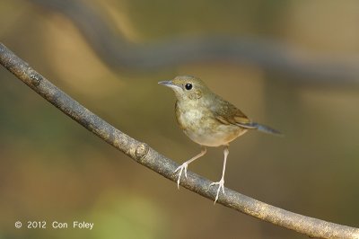 Robin, Siberian Blue (female) @ Kaeng Krachan