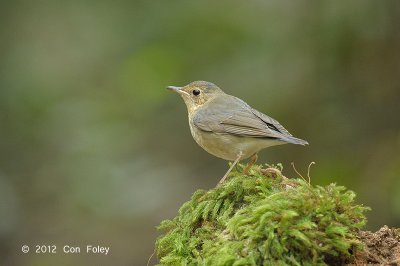 Robin, Siberian Blue (first winter male) @ Phu Khieo