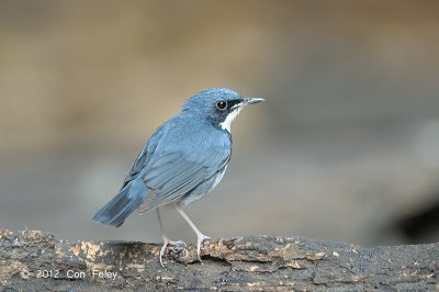 Robin, Siberian Blue