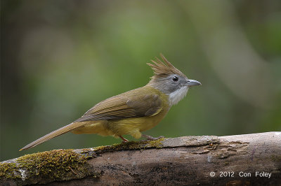 Bulbul, Puff-throated