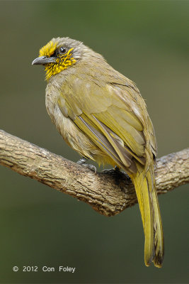 Bulbul, Stripe-throated @ Kaeng Krachan