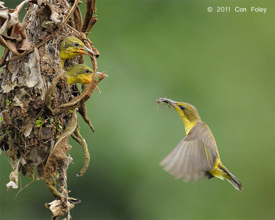 Sunbird, Olive-backed @ Sungei Buloh