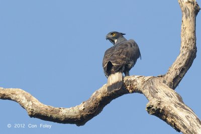 Eagle, Blyth's Hawk (adult)