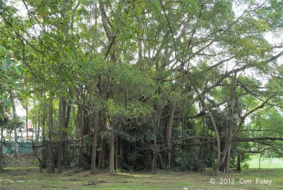 Malayan Banyan (Ficus microcarpa) @ Bidadari