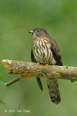 Cuckoo, Hodgson's Hawk (juv) @ Bidadari