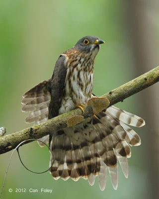 Cuckoo, Hodgson's Hawk (juv) @ Bidadari