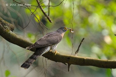 Cuckoo, Large Hawk (adult) @ Bidadari