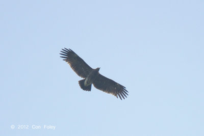 Eagle, Greater Spotted