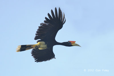 Hornbill, Rhinoceros (female)