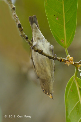 Flowerpecker, Brown-backed