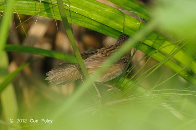 Warbler, Pallas's Grasshopper @ Sengkang
