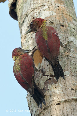 Woodpecker, Banded (pair)