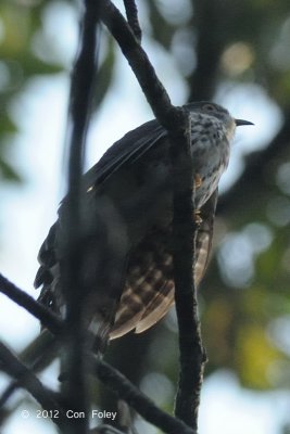 Cuckoo, Malaysian Hawk