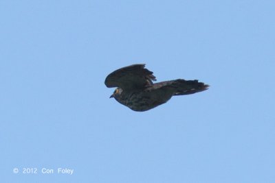 Cuckoo, Malaysian Hawk