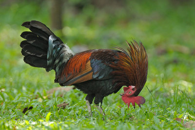 Junglefowl, Red (male) @ Pasir Ris