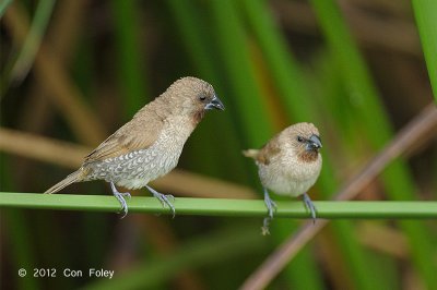 Munia, Scaly-breasted @ Sengkang