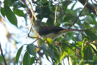 Bulbul, Puff-backed